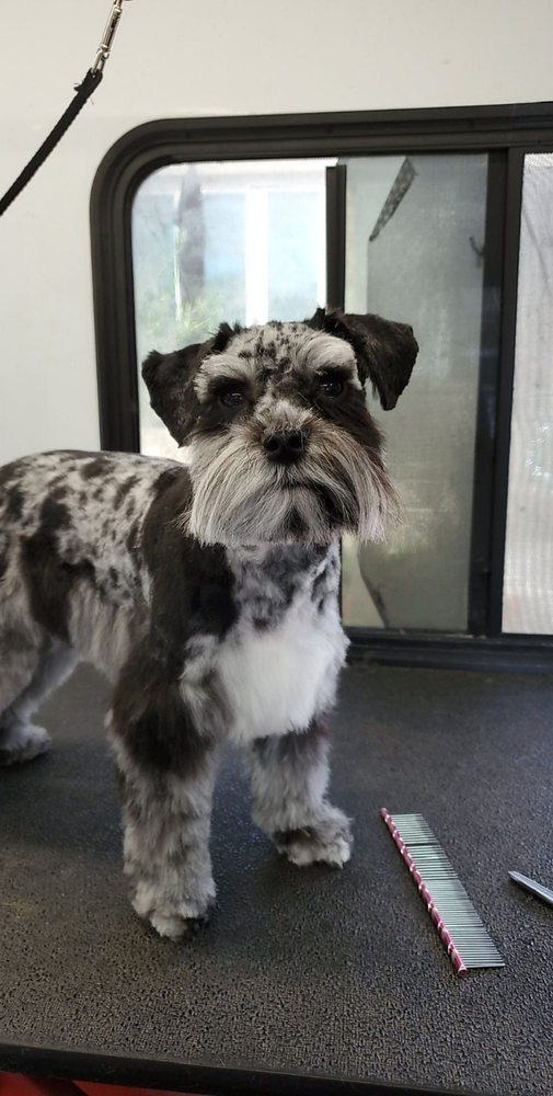 GROOM DOG MOBILE GROOMER Updated March 2024 17 Photos & 17 Reviews