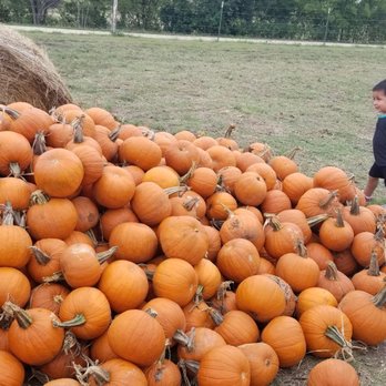 The Robinson Family Farm - PUMPKINS! - Christmas Trees Near Me - Temple, Texas The Robinson Family Farm - PUMPKINS! - Christmas Trees Near Me - Temple, Texas