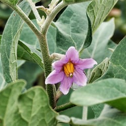 Le Jardin de Léa - Belle fleur d'aubergine