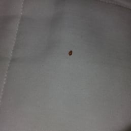 BEDBUGS.