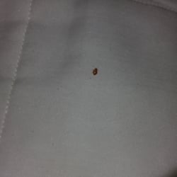A Victory Inn & Suites - BEDBUGS.