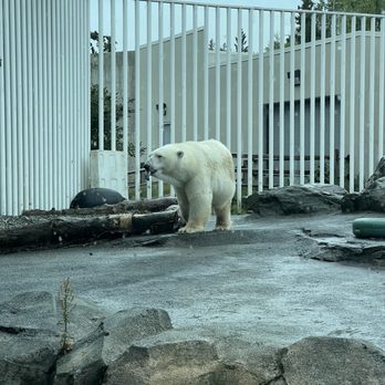 The Alaska Zoo - Polar Bear - Zoos Near Me - Anchorage, Alaska The Alaska Zoo - Polar Bear - Zoos Near Me - Anchorage, Alaska