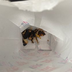 Dunkin' - I had to pick this off my sandwich which was burned to a crisp.