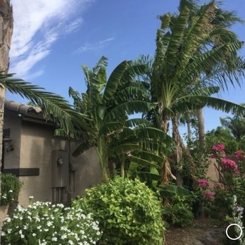 Vista Pro Services - Curb appeal tropical design using plants that they acclimated with the desert temperatures  doing a Carrasco landscape - Solar Panel Cleaning Near Me - Maricopa Colony, Arizona