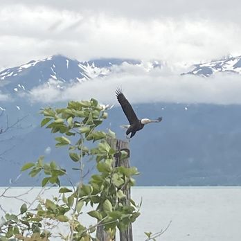 Miller's Landing - Bald Eagle - Tours Near Me - Seward, Alaska