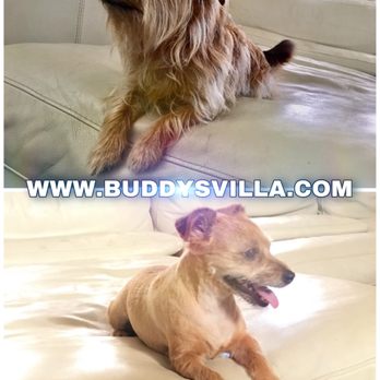 Buddy’s Villa - Her mom was surprised she didn't try to bite me. - Pet Groomers Near Me Buddy’s Villa - Her mom was surprised she didn't try to bite me. - Pet Groomers Near Me