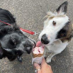 Happy Dog Happy Home