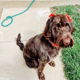 We love taking our labradoodle to be pampered! She has always come back looking and smelling fabulous. We love taking our labradoodle to be pampered! She has always come back looking and smelling fabulous.