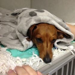 Broadview Animal & Bird Hospital - A little under the weather