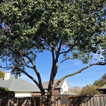 Lumberjack Tree Service - Tree Services Near Me Lumberjack Tree Service - Tree Services Near Me