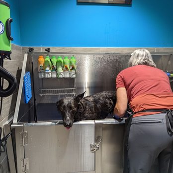 Shaggy Dog Market - Pet Stores Near Me - Kyle, Texas Shaggy Dog Market - Pet Stores Near Me - Kyle, Texas