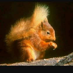 Canton Wildlife Removal