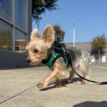 Alessandro Pet Spa - Pet Groomers Near Me - Los Angeles, California