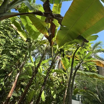 Ernest Hemingway Home  - Museums Near Me - Key West, Florida