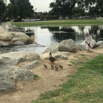 The Park At River Walk - Momma duck and her ducklings - Parks Near Me - Bakersfield, California The Park At River Walk - Momma duck and her ducklings - Parks Near Me - Bakersfield, California