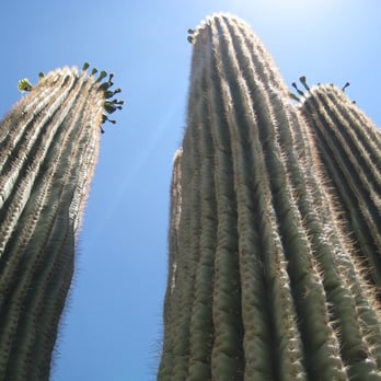 Tumamoc Hill - Saguaros on Tumamoc - Hiking Near Me - Tucson, Arizona