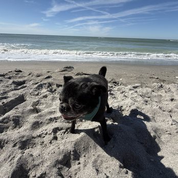 Brohard Paw Park & Beach - Dog Parks Near Me - Venice, Florida