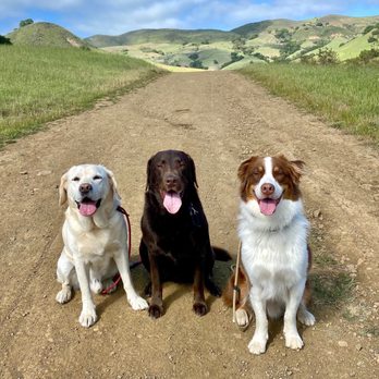 Tired Tails - Tired Tails is the best! - Dog Walkers Near Me