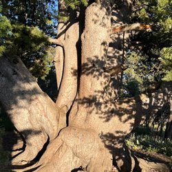 limber pine nature trail - Limber pine