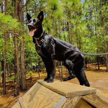 Martin Park - Dog Parks Near Me - Southern Pines, North Carolina Martin Park - Dog Parks Near Me - Southern Pines, North Carolina