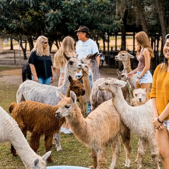 LunaSea Alpaca Farm - Alpaca Greet - Attraction Farms Near Me - Clermont, Florida LunaSea Alpaca Farm - Alpaca Greet - Attraction Farms Near Me - Clermont, Florida