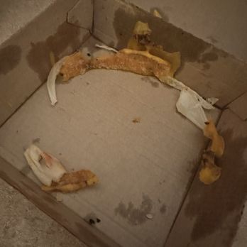 McDonald's - This is the stale, dried cheese ring in the box when I picked up the "fresh" burger as soon as I got home. Gross! - Fast Food Near Me - St. Joseph, Missouri McDonald's - This is the stale, dried cheese ring in the box when I picked up the "fresh" burger as soon as I got home. Gross! - Fast Food Near Me - St. Joseph, Missouri