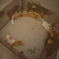 McDonald's - This is the stale, dried cheese ring in the box when I picked up the "fresh" burger as soon as I got home. Gross!