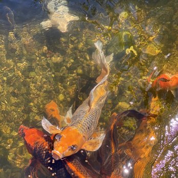 The Fish Hole - XL koi - Mini Golf Near Me - Bradenton Beach, Florida