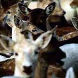 Underhill Farms Country Inn - Organic Farm Raised Venison from Underhill Farms - Moundridge, KS