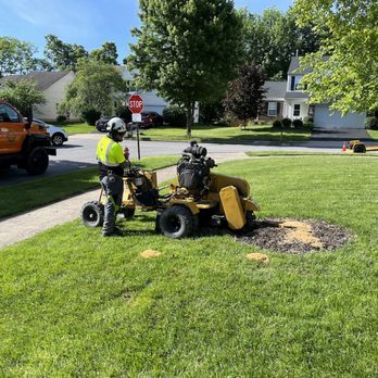Redwood Tree Experts - Tree Services Near Me - Marion, Ohio Redwood Tree Experts - Tree Services Near Me - Marion, Ohio
