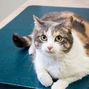 Arrowhead Veterinary Centre - Veterinarians Near Me - Cochrane, Alberta Arrowhead Veterinary Centre - Veterinarians Near Me - Cochrane, Alberta
