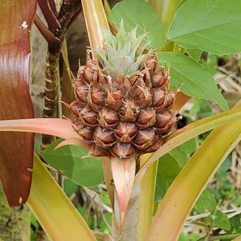 Hike Maui - Some of the plant life - Tours Near Me - Kahului, Hawaii Hike Maui - Some of the plant life - Tours Near Me - Kahului, Hawaii