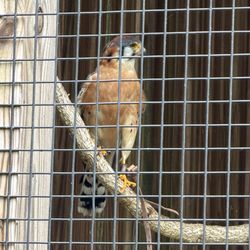 Glen Helen Raptor Center