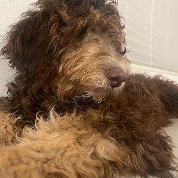 The Mutt Hut Pet Grooming - Pet Groomers Near Me - Highland, California The Mutt Hut Pet Grooming - Pet Groomers Near Me - Highland, California