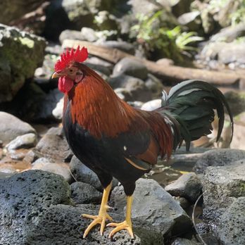 Ali'i Kayaks - Rooster - Tours Near Me - Kapaa, Hawaii