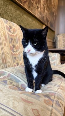 KattenKabinet (Cat Cabinet) by null