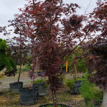 Steinkopf and Sons Wholesale Nursery - Bloodgood Japanese Maple - Nurseries & Gardening Near Me - Snover, Michigan Steinkopf and Sons Wholesale Nursery - Bloodgood Japanese Maple - Nurseries & Gardening Near Me - Snover, Michigan