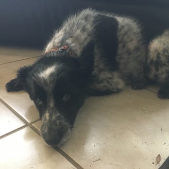 Douglas Boulevard Veterinary Clinic - Austin the good dog. - Veterinarians Near Me - Roseville, California