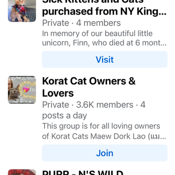 Ny kingdom cattery - Pet Breeders Near Me