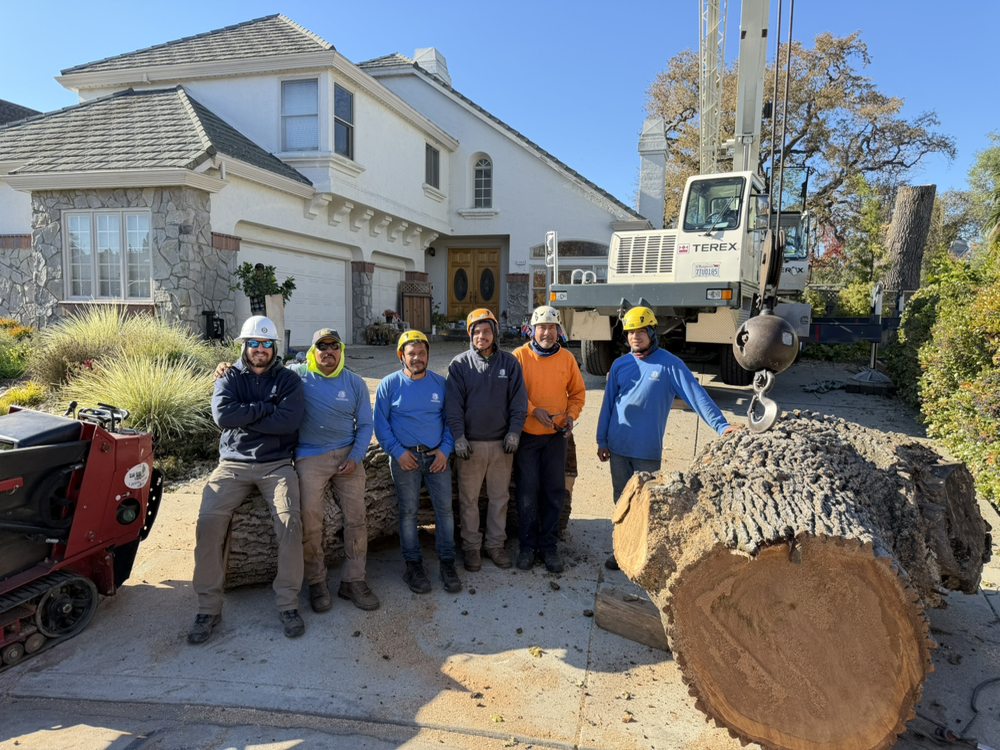 Ian Geddes Tree Care - tree service in Saratoga, CA