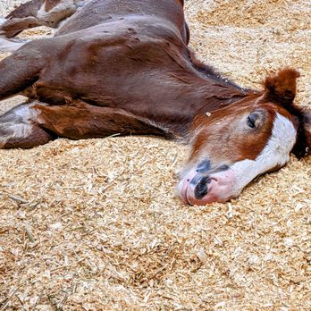 Warm Springs Ranch - One of the foals taking a nap. - Tours Near Me - Boonville, Missouri Warm Springs Ranch - One of the foals taking a nap. - Tours Near Me - Boonville, Missouri
