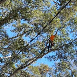 Bay to Bay Tree Service and Land Clearing