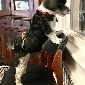 Heritage Humane Society - Who's on the deck? - Animal Shelters Near Me - Williamsburg, Virginia