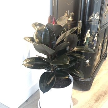 La Belle Plant - "Rubber plant" very beautiful and chic - Nurseries & Gardening Near Me - Santa Monica, California