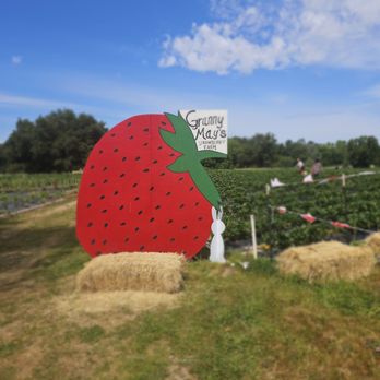 Granny Mays Strawberry Farm - Cute photo stations around the Granny May's field - Pick Your Own Farms Near Me - Granite Bay, California Granny Mays Strawberry Farm - Cute photo stations around the Granny May's field - Pick Your Own Farms Near Me - Granite Bay, California