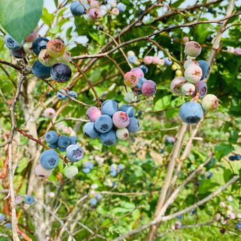 The Sanctuary Blueberry Farm - blueberries growing on a tree - Fruits & Veggies Near Me - Montgomery, Texas