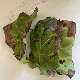Leaves fall from my fiddle leaf fig daily