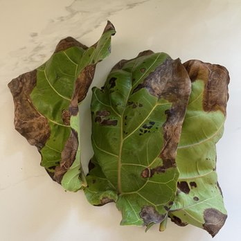Bloomscape - Leaves fall from my fiddle leaf fig daily - Nurseries & Gardening Near Me - Detroit, Michigan