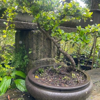 Miami Bonsai Specialists - Nurseries & Gardening Near Me - Miami, Florida Miami Bonsai Specialists - Nurseries & Gardening Near Me - Miami, Florida