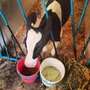 Photo of Hinchley's Dairy Farm Tours